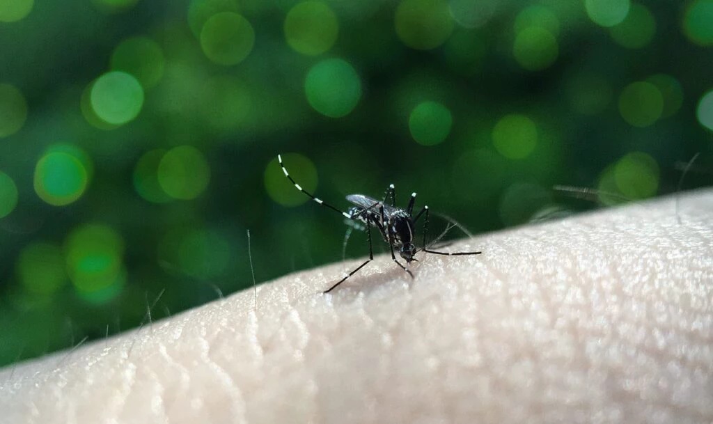 Aedes Aegypti, mosquito transmissor da dengue Foto: Pixabay