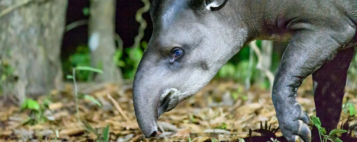 Imagem do banner: Anta-brasileira (Tapirus terrestris). Foto: Allan Hopkins via Flickr (CC BY-NC-ND 2.0) Créditos