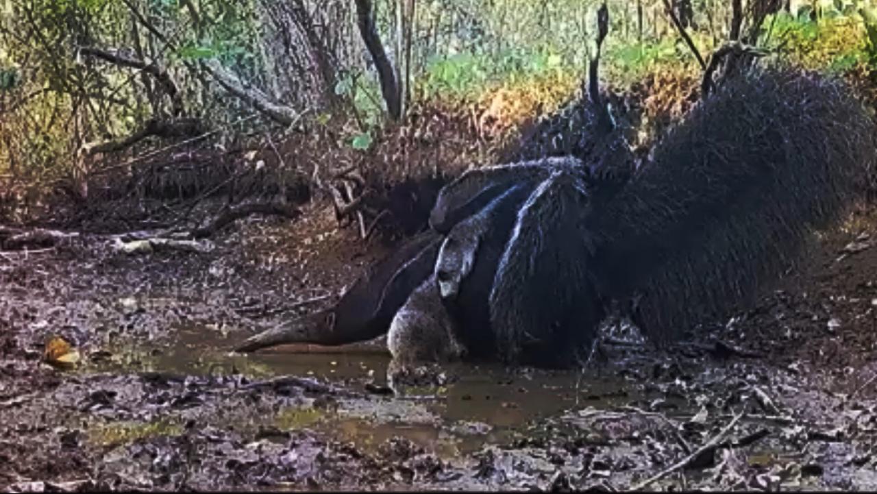 Imagem/Vídeo APA do Rio Preto)