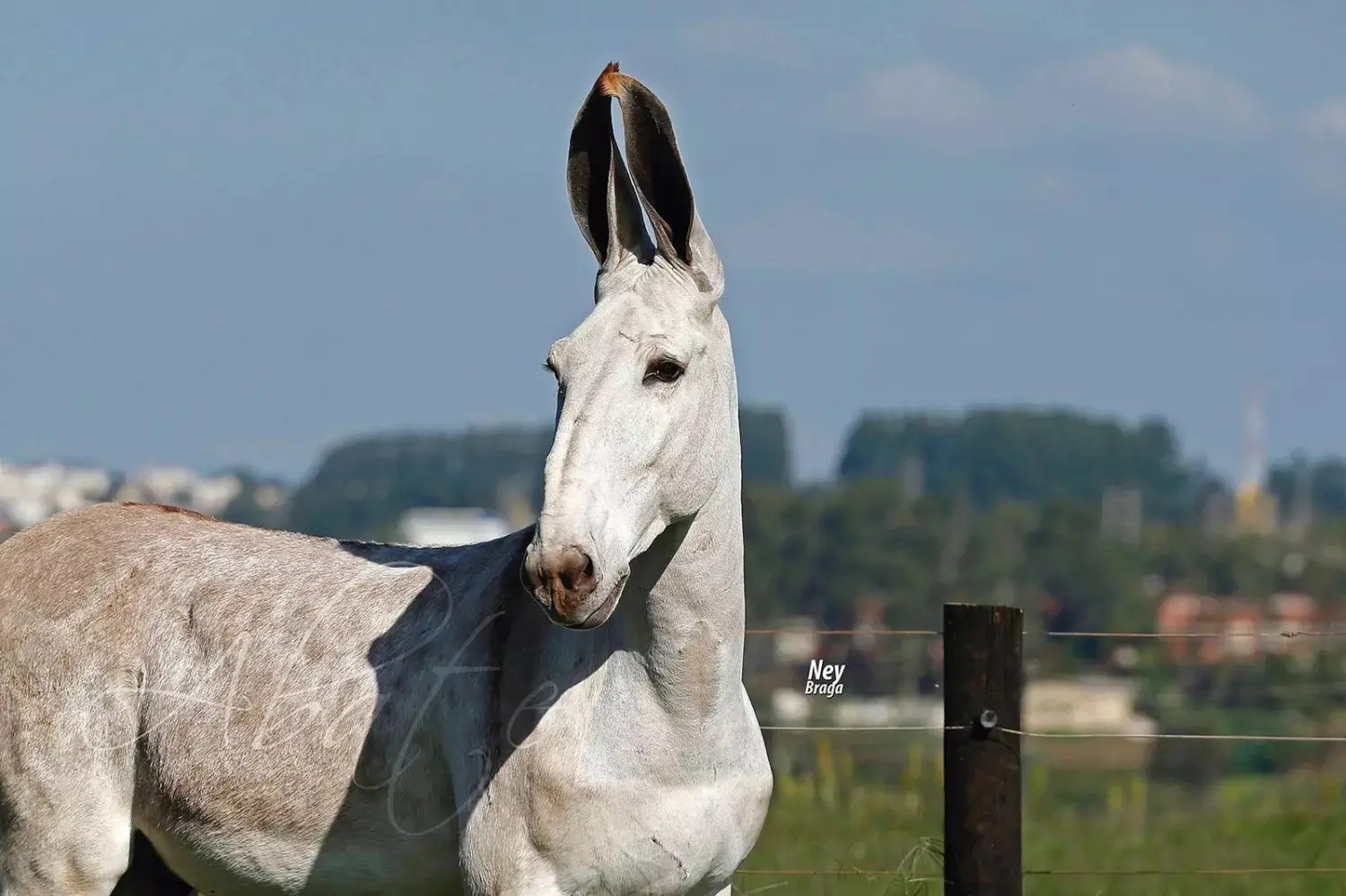 Foto: Ney Braga / Rancho Abate, localizado em Uberaba, Minas Gerais  