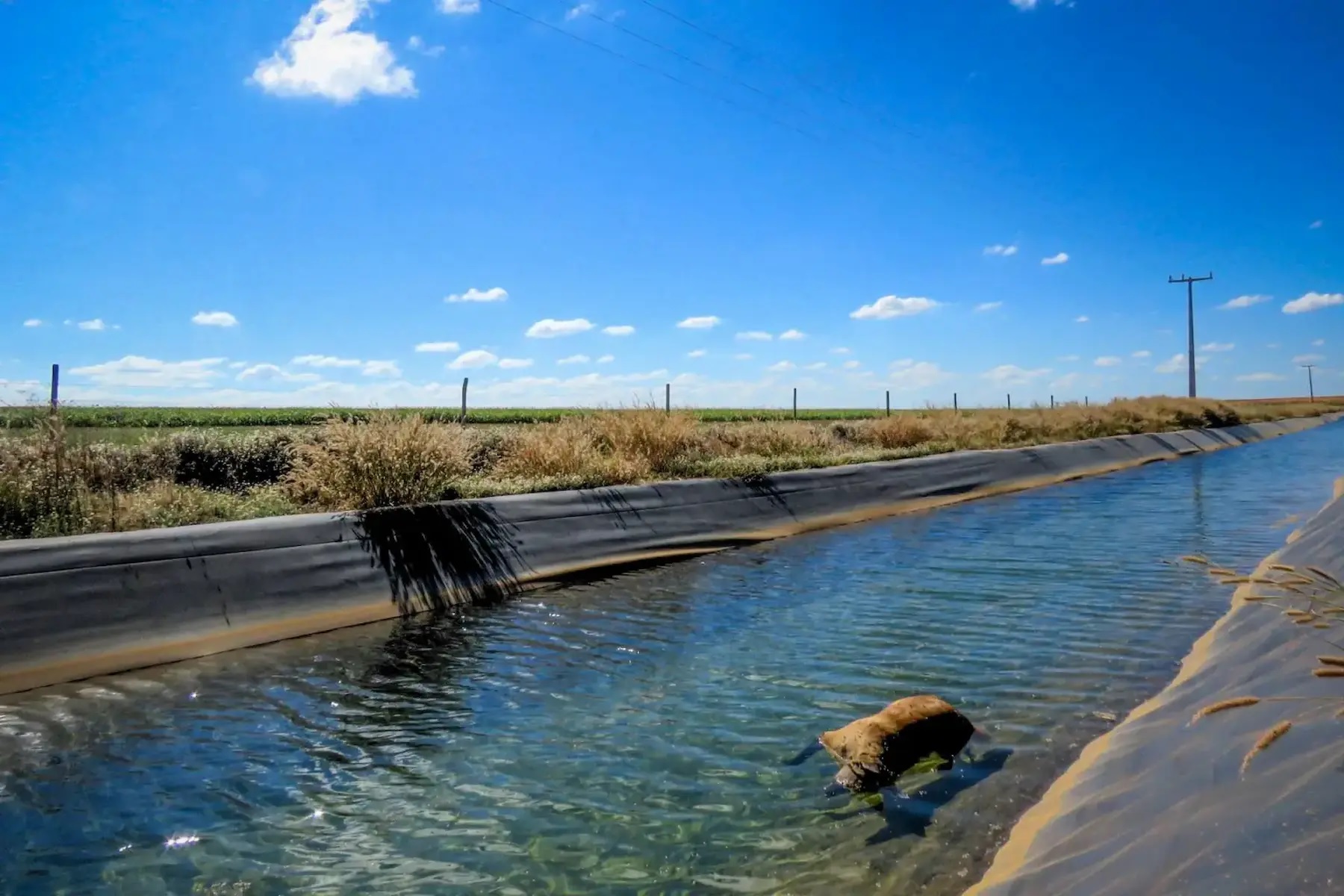Lobo-guará (Chrysocyon brachyurus) afogado em canal de irrigação no oeste da Bahia