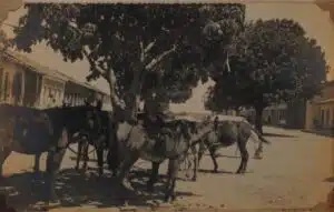  Rua principal de Formosa em foto do engenheiro. G. S. Pereira, em 1943 – “Os animais acabam de ser descarregados e trouxeram mercadorias, desde o Boqueirão onde o vapor de Barreiras as descarregou, para o “seu” Pompilho que tem um bazar e que também é criador”, diz a legenda do livro Formosa do Rio Preto Ontem e Hoje.