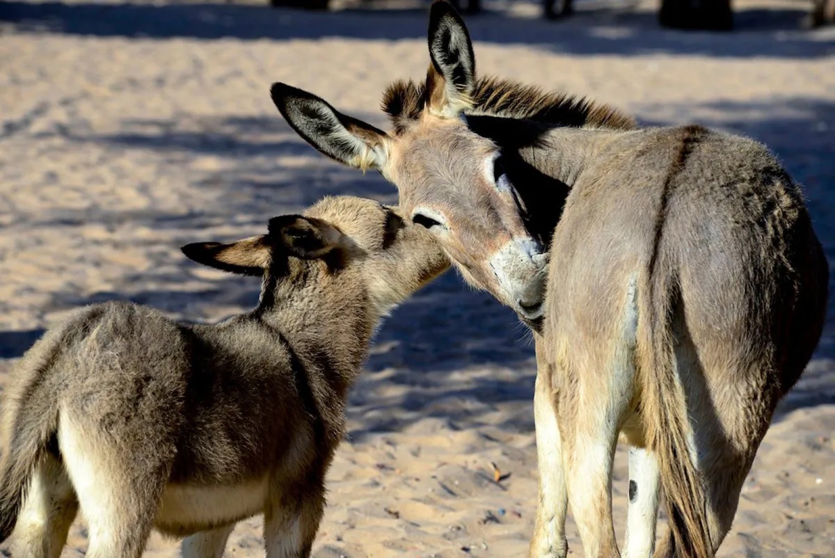 The Donkey Sanctuary/Divulgação